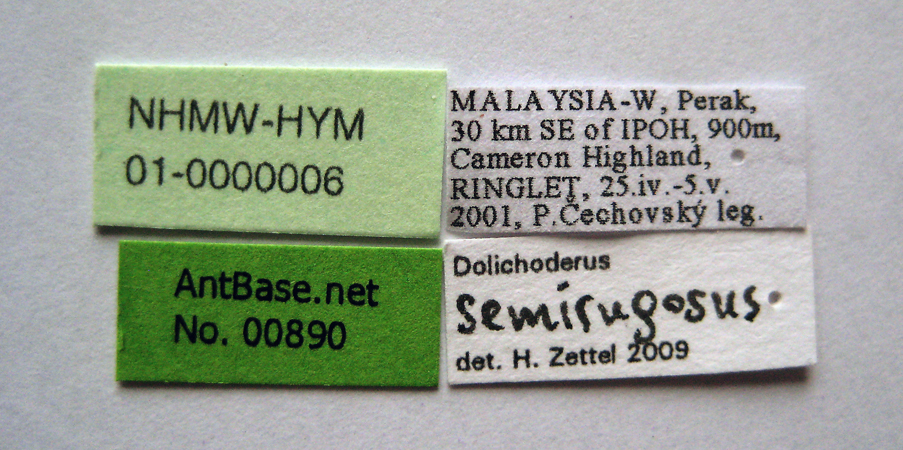 Dolichoderus semirugosus label