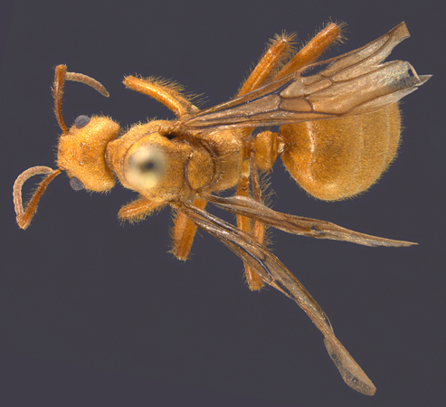 Dolichoderus ursus dorsal