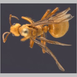 Dolichoderus ursus Mayr, 1866 dorsal