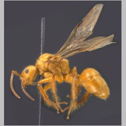 Dolichoderus ursus Mayr, 1866 lateral