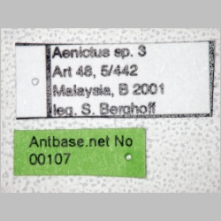 Aenictus 3  label