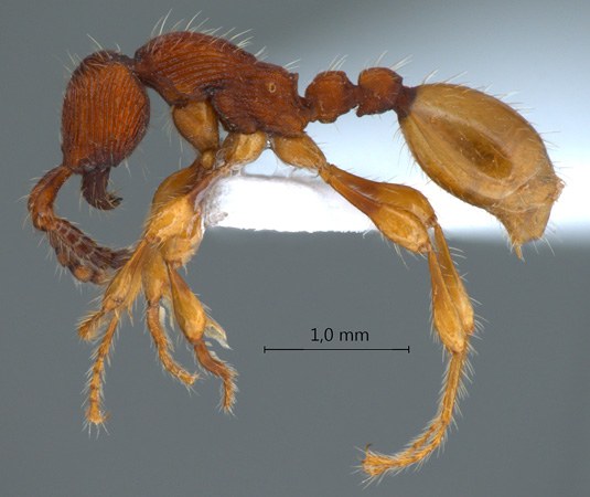 Aenictus silvestrii lateral