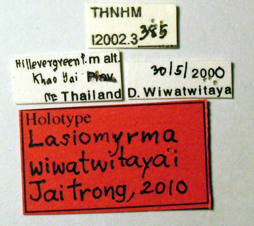 Lasiomyrma wiwatwitayai label