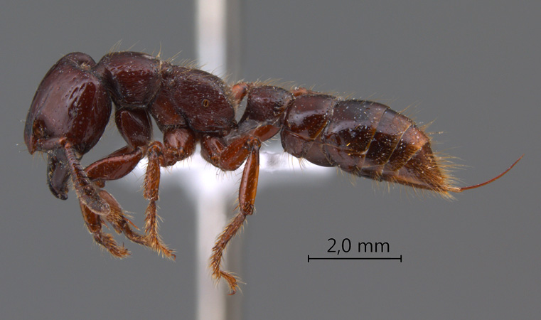 Myopopone castanea lateral