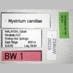 Mystrium camillae Emery, 1889 label