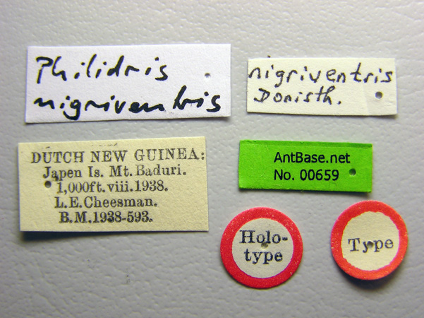 Philidris myrmecodiae nigriventris  label