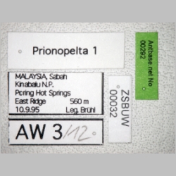 Prionopelta 1  label