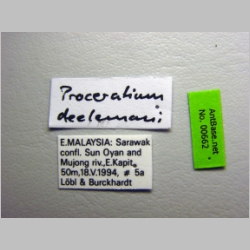 Proceratium deelemani Perrault, 1981 label