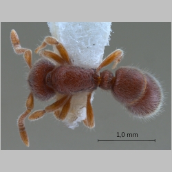 Proceratium sulawense De Andrade, 2003 dorsal