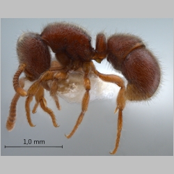 Proceratium sulawense De Andrade, 2003 lateral