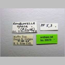 Romblonella opaca Smith, 1861 label