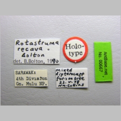 Rotastruma recava Bolton, 1991 label
