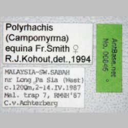 Polyrhachis equina queen Smith, 1857 label
