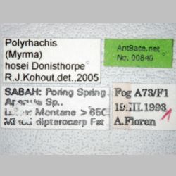 Polyrhachis hosei Donisthorpe, 1942 label