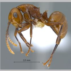 Polyrhachis lilianae Forel, 1911 lateral