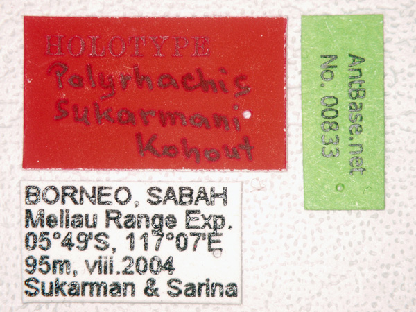 Polyrhachis sukarmani label