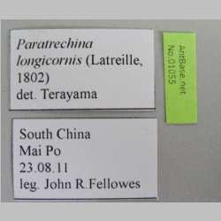 Paratrechina longicornis Latreille, 1802 label