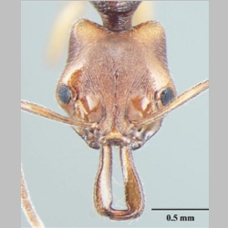 Anochetus validus Bharti, 2013 frontal