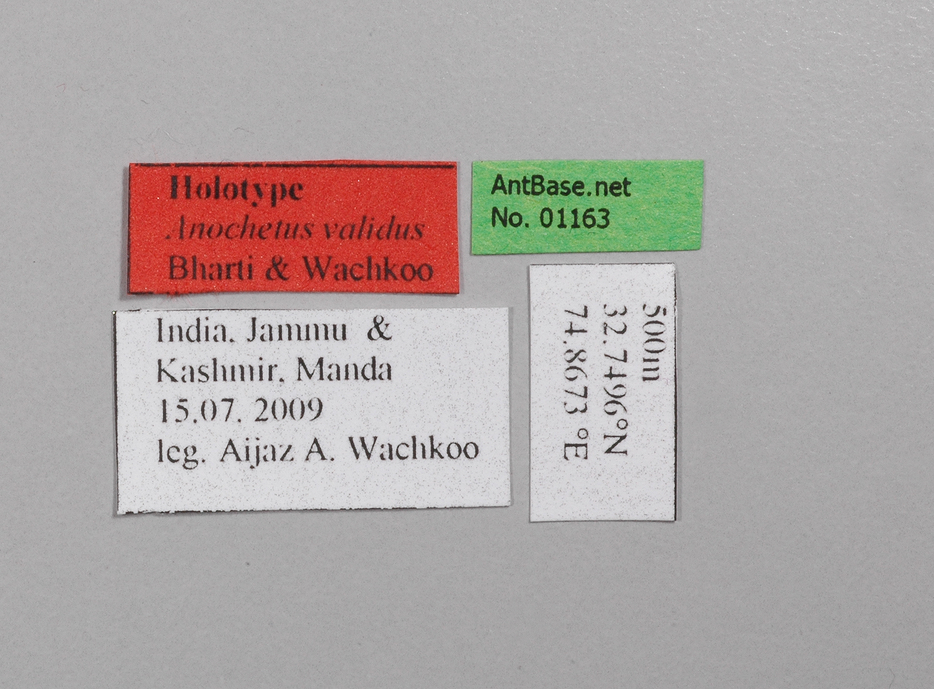 Anochetus validus label