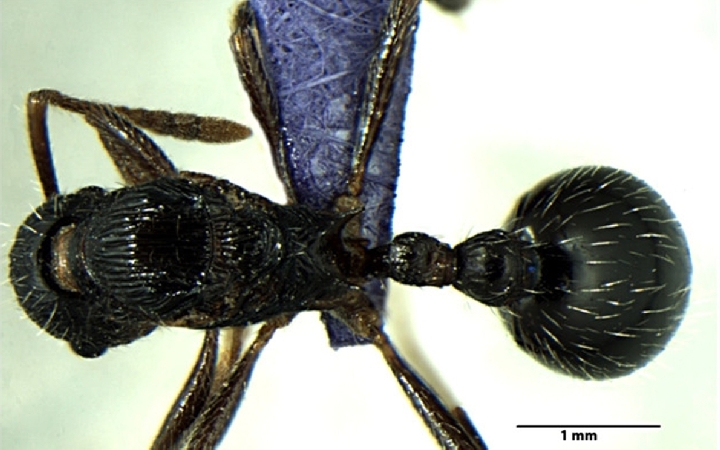Myrmica curvispinosa queen dorsal