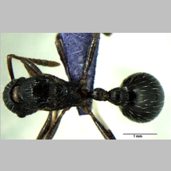 Myrmica curvispinosa queen Bharti, 2013 dorsal