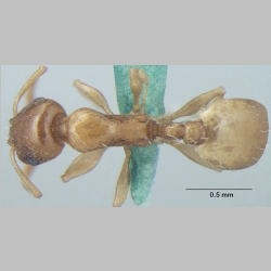 Temnothorax himachalensis Bharti, 2012 dorsal