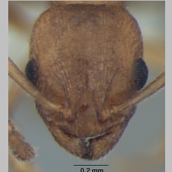 Temnothorax microreticulatus Bharti, 2012 frontal