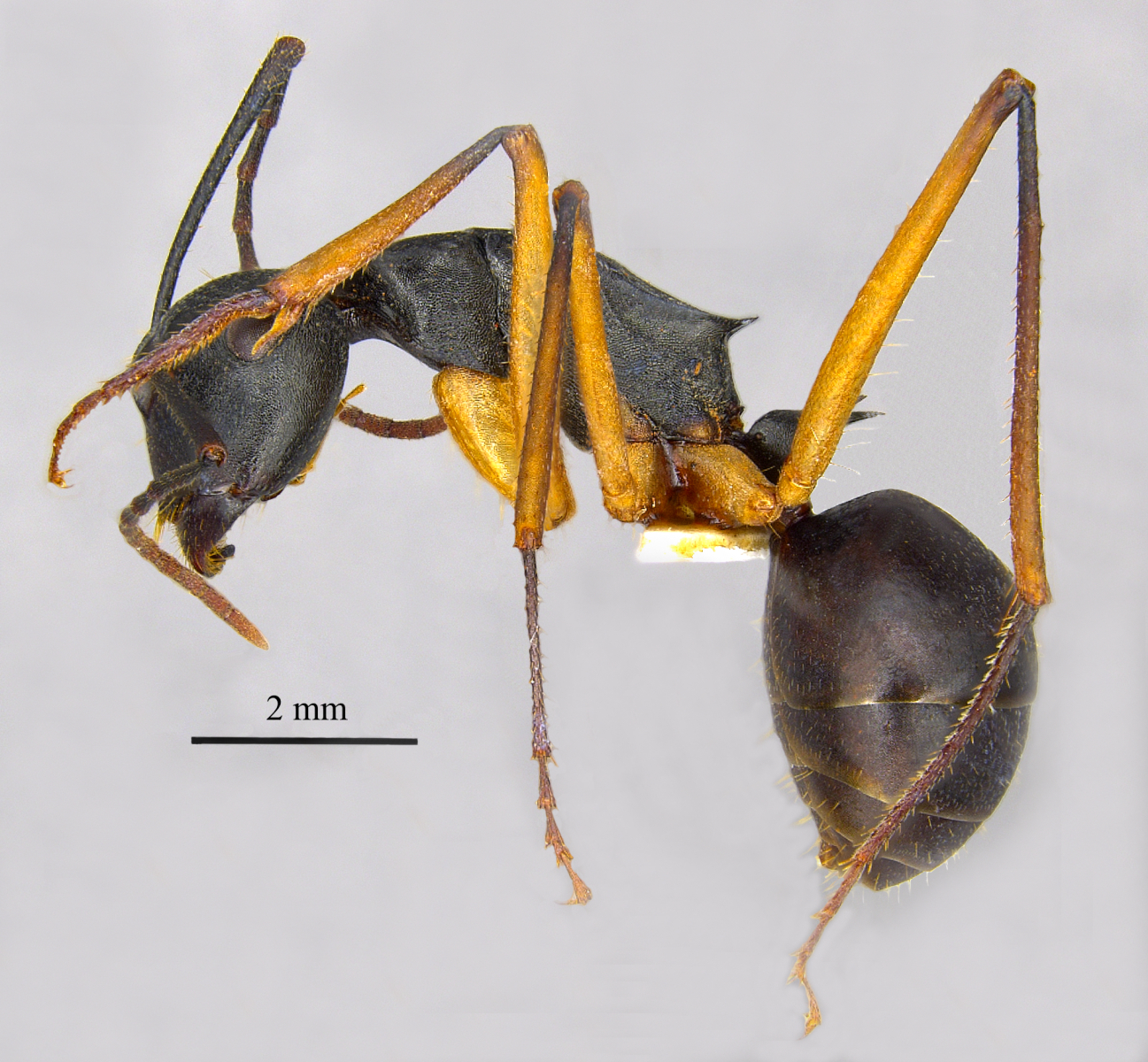 Polyrhachis macropus lateral
