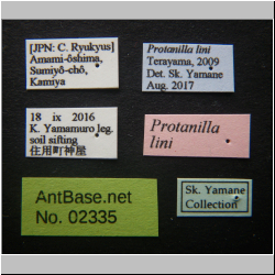 Polyrhachis cryptoceroides  Terayama, 2009  