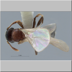 Polyrhachis cryptoceroides Forel, 1912 