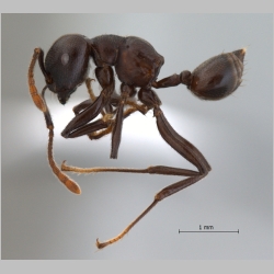 Crematogaster physothorax Emery, 1889 lateral