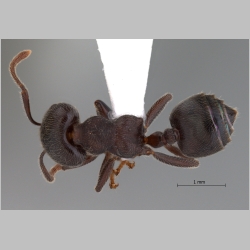 Crematogaster sewardi Forel,  dorsal