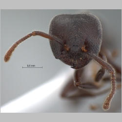 Crematogaster sewardi Forel,  frontal