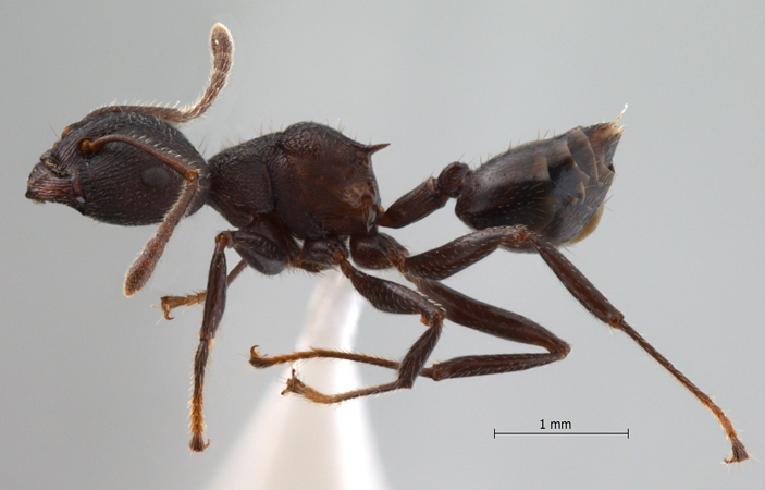 Crematogaster vacca lateral