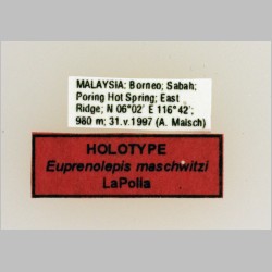 Euprenolepis maschwitzi LaPolla, 2009 label