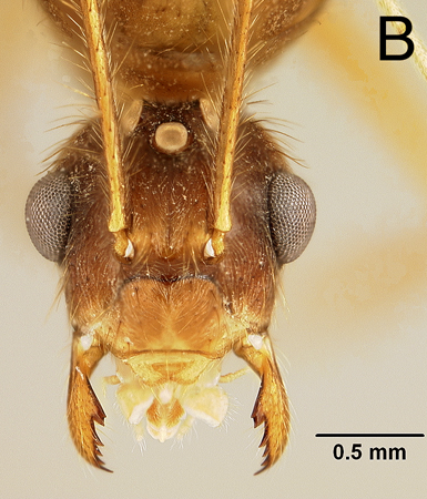 Euprenolepis negrosensis queen frontal