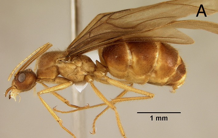 Euprenolepis negrosensis queen lateral