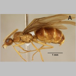 Euprenolepis negrosensis queen Wheeler, 1930 lateral