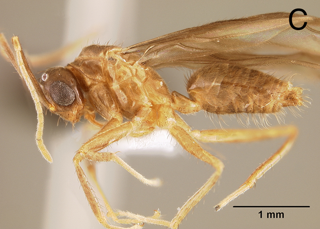 Euprenolepis wittei male lateral