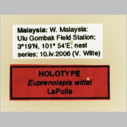 Euprenolepis wittei queen LaPolla, 2009 label
