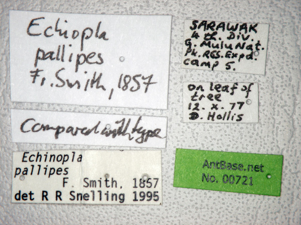 Echinopla pallipes label