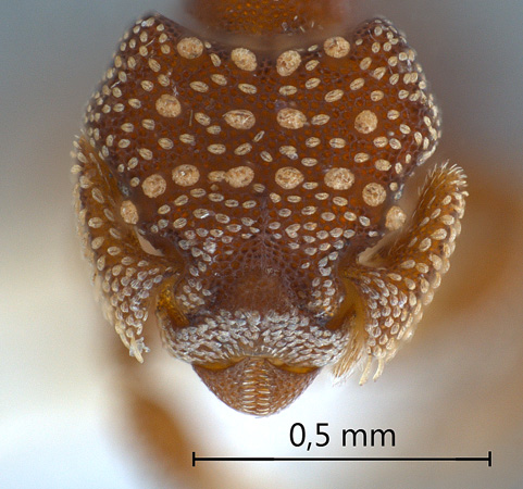 Eurhopalothrix coronata frontal
