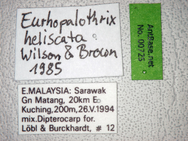 Eurhopalothrix heliscata label