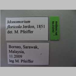 Monomorium floricola Jerdon, 1851 label