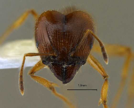 Pheidole havilandii frontal