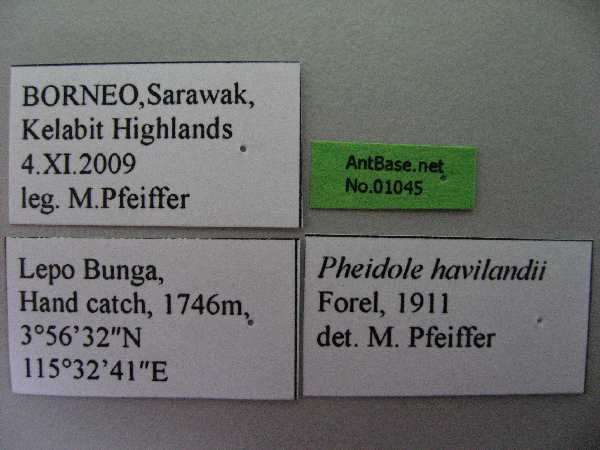 Pheidole havilandii label