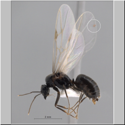  Forcellinia sp. on male Lasius niger