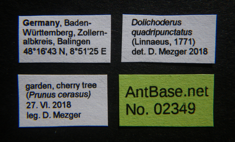 Colobopsis nipponica label