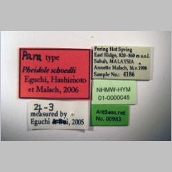 Pheidole schoedli major Eguchi, Hashimoto & Malsch, 2006 label