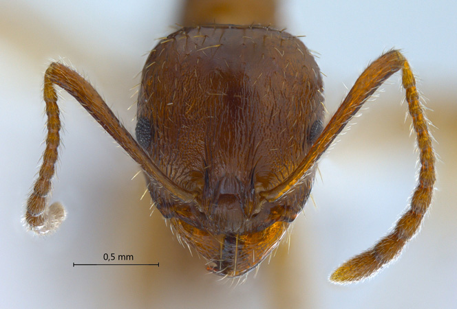 Aphaenogaster subterranea frontal